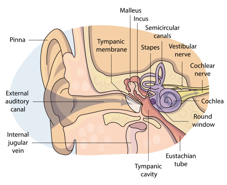 What are the Most Common Signs of Hearing Loss? Berwyn, IL | Suburban ...